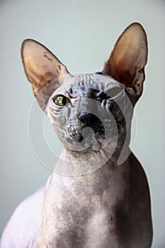 Gray sphinx cat sits on a white window sill