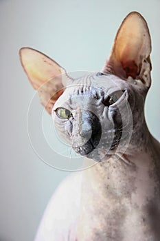 Gray sphinx cat sits on a white window sill