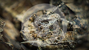 Gray spider on the old tree