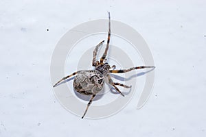 Gray spider sits on surface