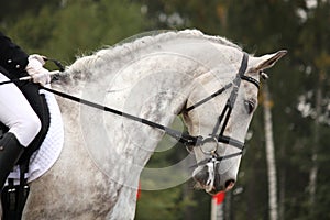 Gray sport horse portrait ar show arena