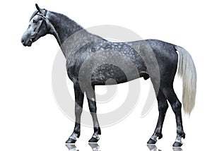 The gray sport horse stand isolated on white background