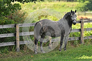 A Gray Spotted Appaloosa Horse Standing by a Wooden Fence Looking towards Camera