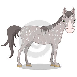 Gray spotted horse. Cartoon style. Vector illustration isolated on white background