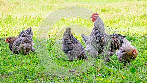 Gray spotted rooster and chickens in the garden of the farm on the grass looking for food