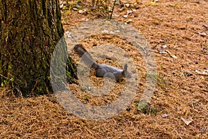 Gray squirell