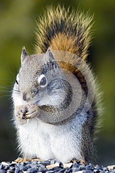 Gray squirrel