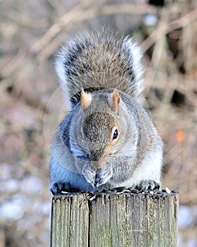 Gray Squirrel