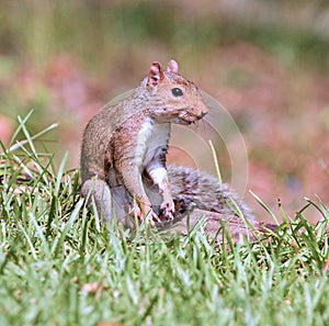 Gray Squirrel