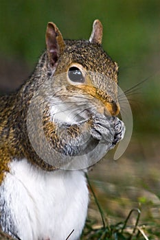 Gray Squirrel