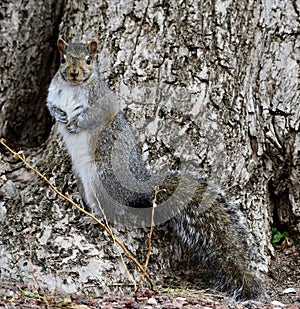 Gray Squirrel #8