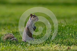 Gray squirrel