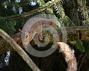 Gray squirrel