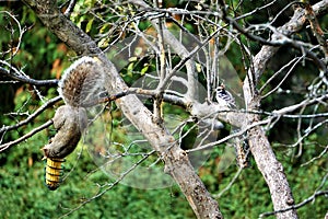 Gray Squirrel amd Downy Woodpecker Feeding in Autumn