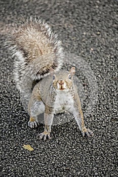 Gray Squirrel begs for another peanut.