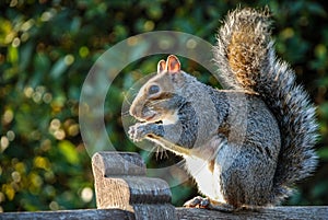 Gray squirrel on a bench