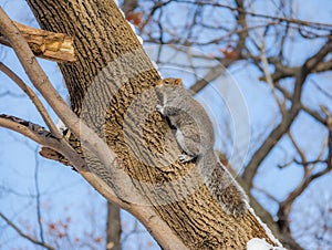 Gray squirrel climbing a tree on the snow