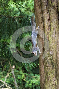 Gris ardilla escalada abajo un árbol 