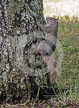 Gray Squirrel climbs on the side of a tree.