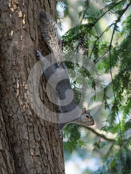 Gray squirrel clinging to a tree trunk