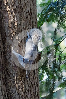 Gray squirrel clinging to a tree trunk