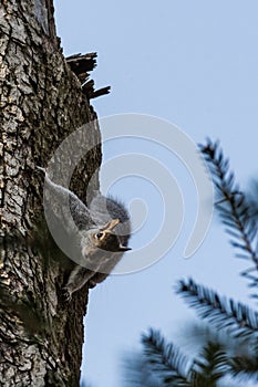 Gray squirrel clinging to a tree trunk