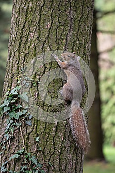 Gray squirrel clinging to a tree trunk