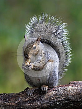 Gray Squirrel