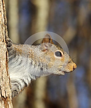 Gray Squirrel