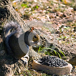 Gray Squirrel Eating