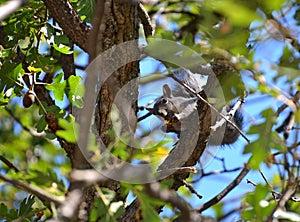 Gray Squirrel eating acorn in Oak Tree