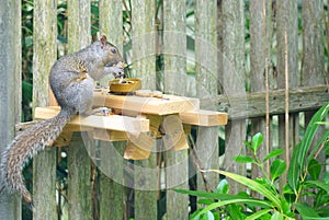 A gray squirrel eating at a backyard wooden picnic table