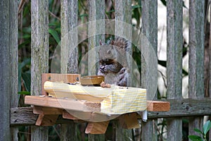 A gray squirrel eating at a backyard wooden picnic table
