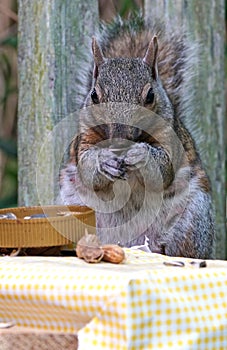 A gray squirrel eating at a backyard wooden picnic table