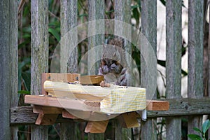 A gray squirrel eating at a backyard wooden picnic table