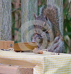 A gray squirrel eating at a backyard wooden picnic table