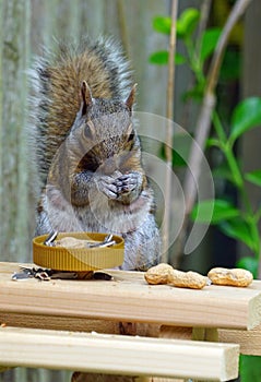 A gray squirrel eating at a backyard wooden picnic table for squirrels