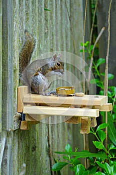 A gray squirrel eating at a backyard wooden picnic table for squirrels