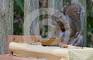 A gray squirrel eating at a backyard wooden picnic table