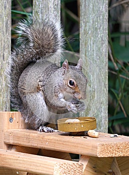 A gray squirrel eating at a backyard wooden picnic table for squirrels mounted on a garden fence