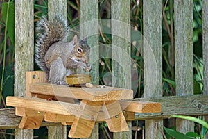 A gray squirrel eating at a backyard wooden picnic table for squirrels mounted on a garden fence