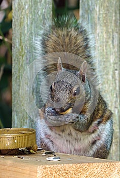 A gray squirrel eating at a backyard wooden picnic table for squirrels mounted on a garden fence