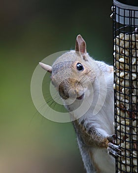 Gray Squirrel Eating From a Bird Feeder