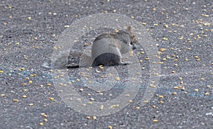 Gray squirrel eating corn kernel