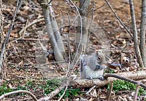 Gray squirrel eating food