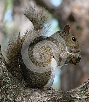 Gray Squirrel Eating Nut