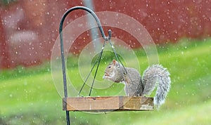 Gray squirrel eating nut in birdfeeder in rain