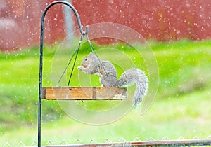 Gray squirrel eating peanut standing in birdfeeder