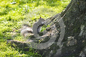 A gray squirrel eating a peanut by the tree