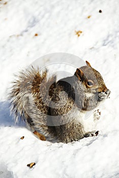 Gray Squirrel eating on snow